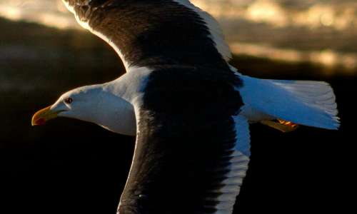 Gaviota